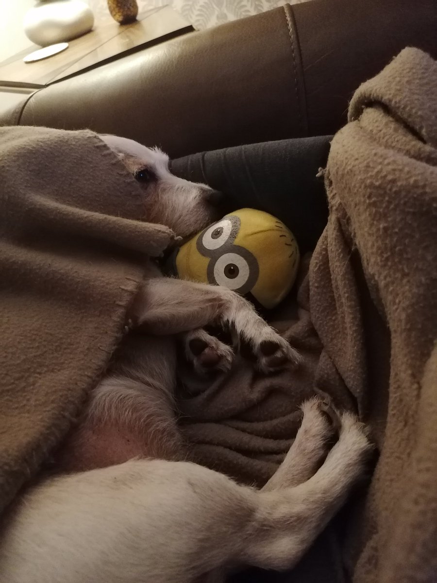 Been a fun walk wiv de hoomans and now snuggling minion.. #livingmybestlife 🐶