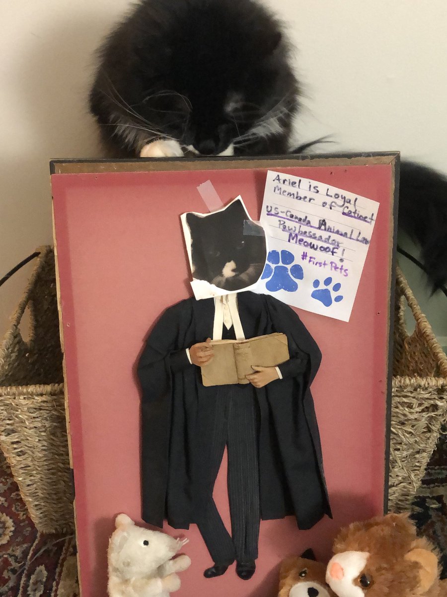 shroffanimallaw's tweet image. Happy #Caturday!🐈 Ariel says the ‘Rule of Paw (law)’ is very impawtant. As a democat she’s happy being the USA🇺🇸to Canada🇨🇦 #AnimalLaw Pawbassador ⚖️🐾 to ⁦@TheOvalPawffice⁩ &amp;amp; is ready to argue on behalf of all animals!Thanks ⁦@ChampBiden🐕⁩ ⁦⁩ #FirstPets
