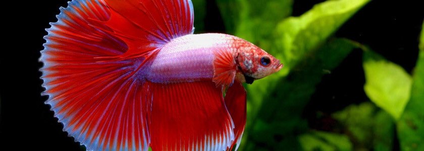 Sarah Paulson as fishes a thread ;