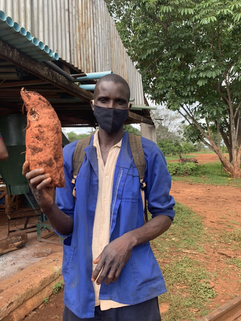 ndakaripa's tweet photo. Orange flesh sweet potatoes - today at harvest we found huge ones! Must attempt a sweet potato pie @princesstafadzw @TeamFuloZim @babatafi @gospelmatondi @bvumie @innochammy @KudzieChimzy @Vie_matongo @GaynorParadza #zimbabwe https://t.co/fvjBkhCJGM