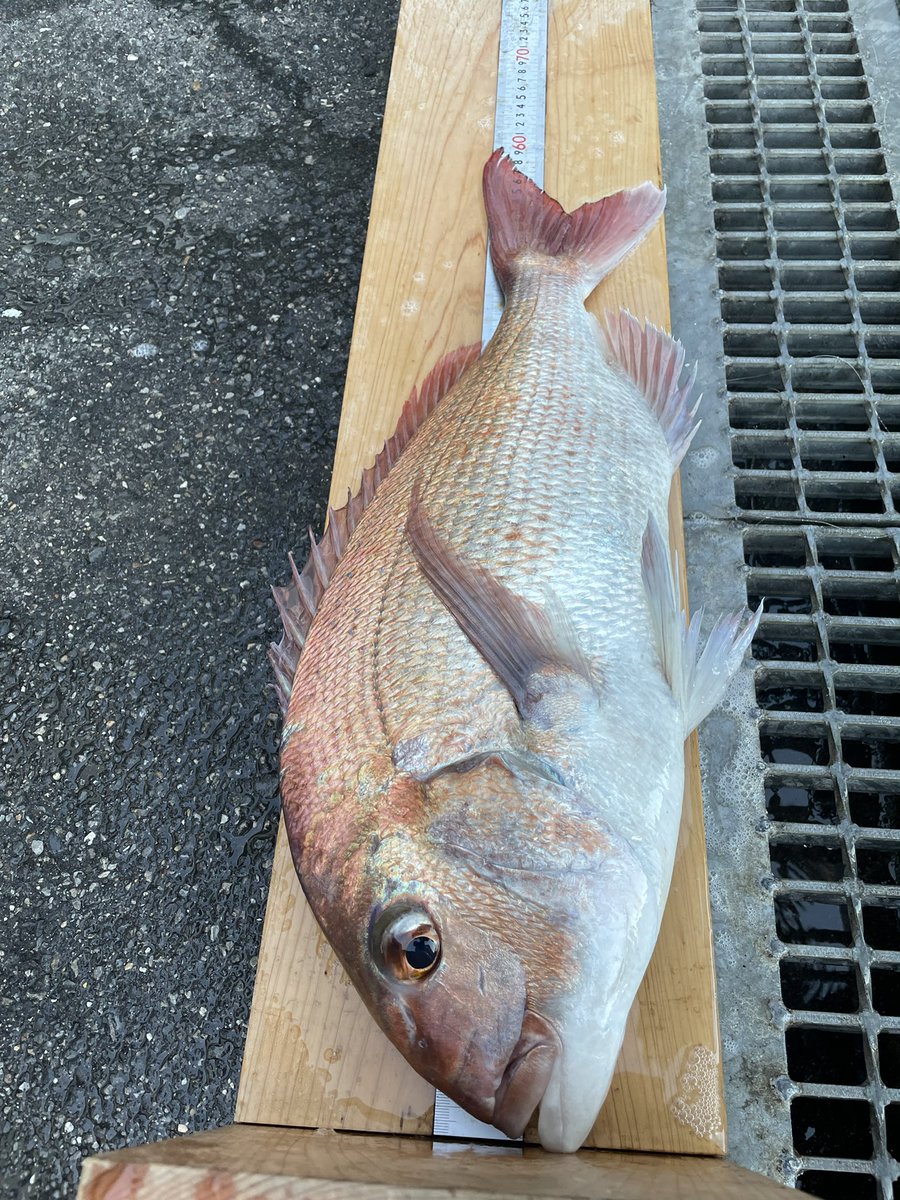 Costafishingservice 釣果情報 堤防でフカセ釣りでの釣果です 真鯛60センチ メジナ40センチ2枚その他カイズなどなどが釣れました 水温も下がってきてフカセ釣りの季節になってきました マダイ グレ メジナ クロダイ チヌ フカセ釣り 磯釣り Costafishingservice 釣果情報 堤防でフカセ釣りでの釣果です 真鯛60センチ メジナ40センチ2枚その他カイズなどなどが釣れました 水温も下がってきてフカセ釣りの季節になってきました マダイ グレ メジナ クロダイ チヌ フカセ釣り 磯釣り