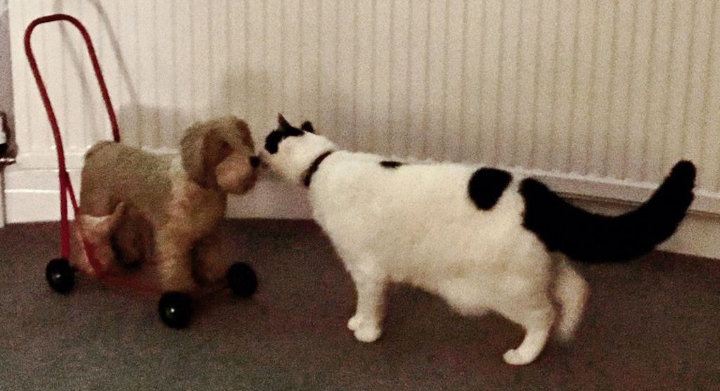 Spikey_TheCat's tweet photo. Check out my floofed-up tail while I'm dealing with this imposter on #Caturday He must almost be antique by now! I'm confident I can see him off 😸 #loftclearout #CatsofTwitter #SaturdayNight #AdoptDontShop https://t.co/1C86oIHax4