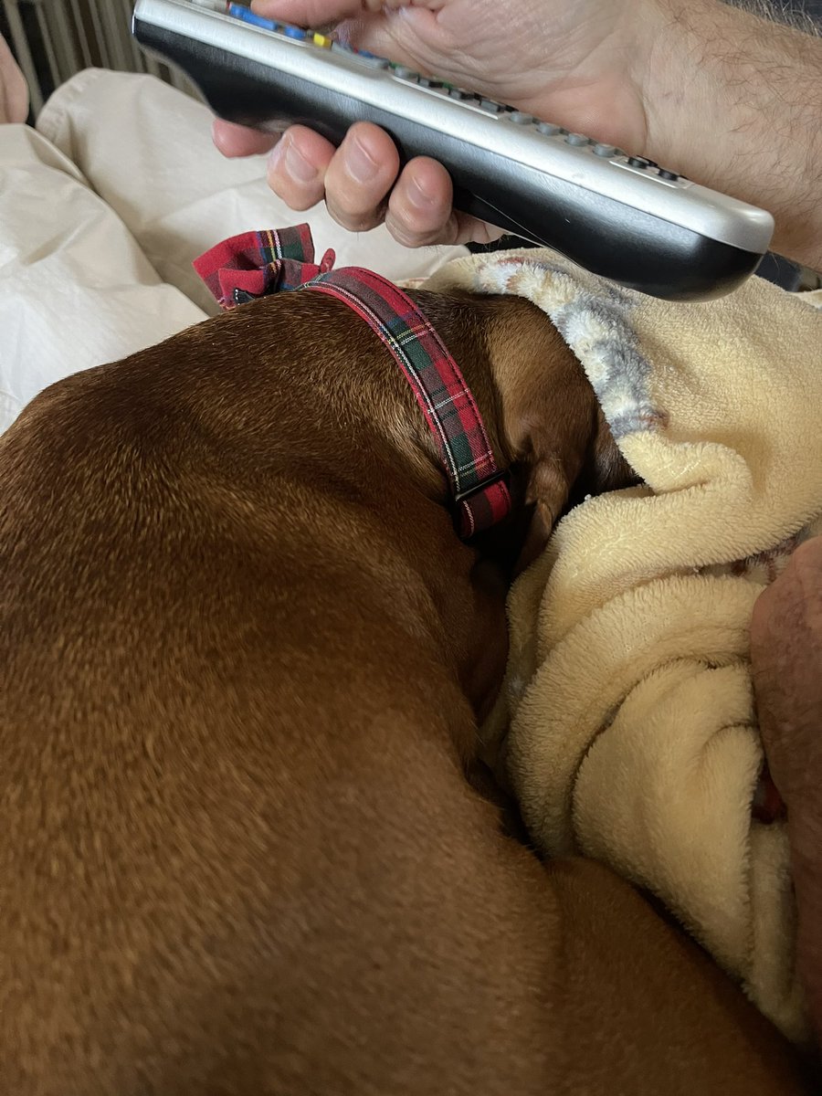 WeenieMax's tweet photo. Dad is watching da old foozeball game where da favorite team woozes. I can’t wooks! #sausagearmy #dog #dogsoftwitter #foozeball #dachshund https://t.co/siN92ti75v