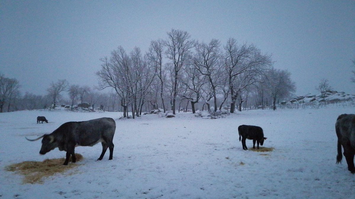 RazaMorucha's tweet photo. Algunas imágenes que nos ha dejado el temporal en ganaderías de Raza Morucha. Cercedilla, Tabera de Abajo, Armenteros y Los Molinos
#razamorucha
#moruchacardena
#moruchanegra
#invierno
#nieve https://t.co/GaDPGyZeHX