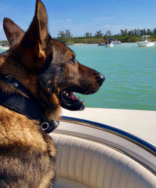 PascoSheriff's tweet photo. K9 Yogi loves working in paradise! #MoveToPasco https://t.co/mPYcQrKSSe