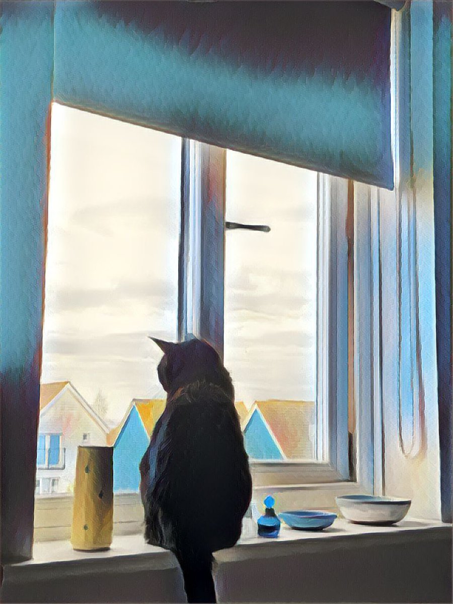 iSpyphotographs's tweet photo. Here she is ... #iSpy #wistful #lockdowncat #CatsOnTwitter #blackcatbutton https://t.co/UOtMXPpWPL