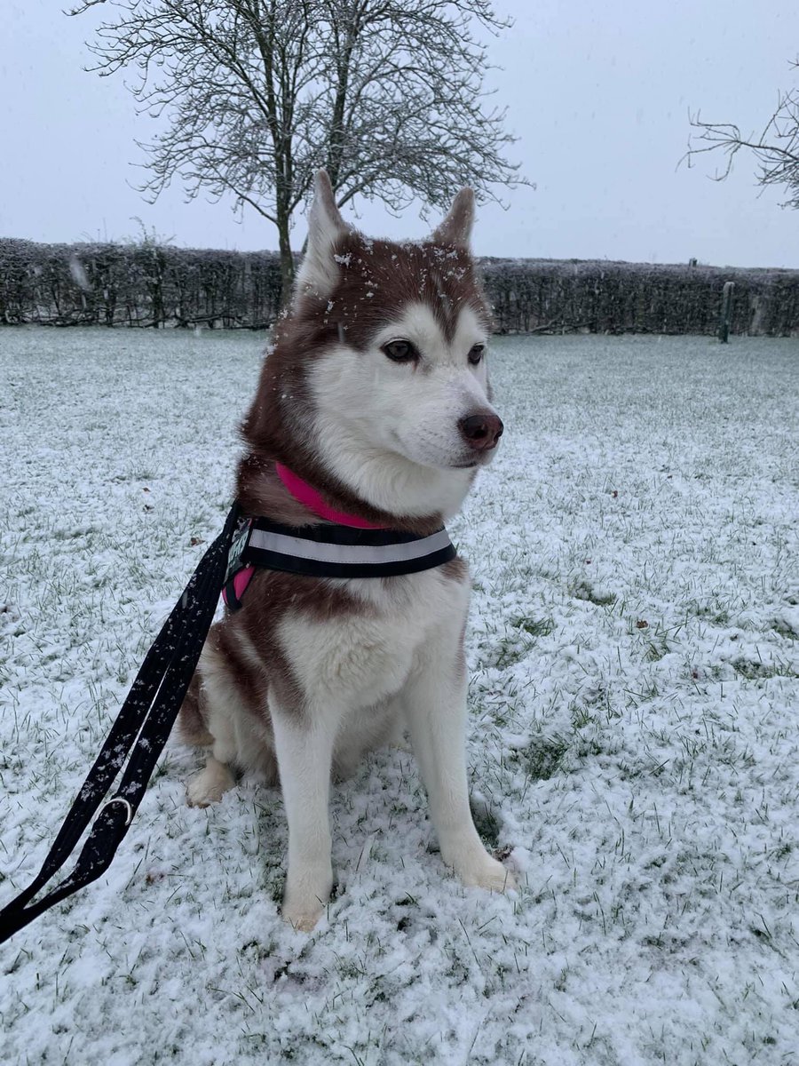 phwhittingham's tweet photo. Husky weather https://t.co/bWraz6BdTr