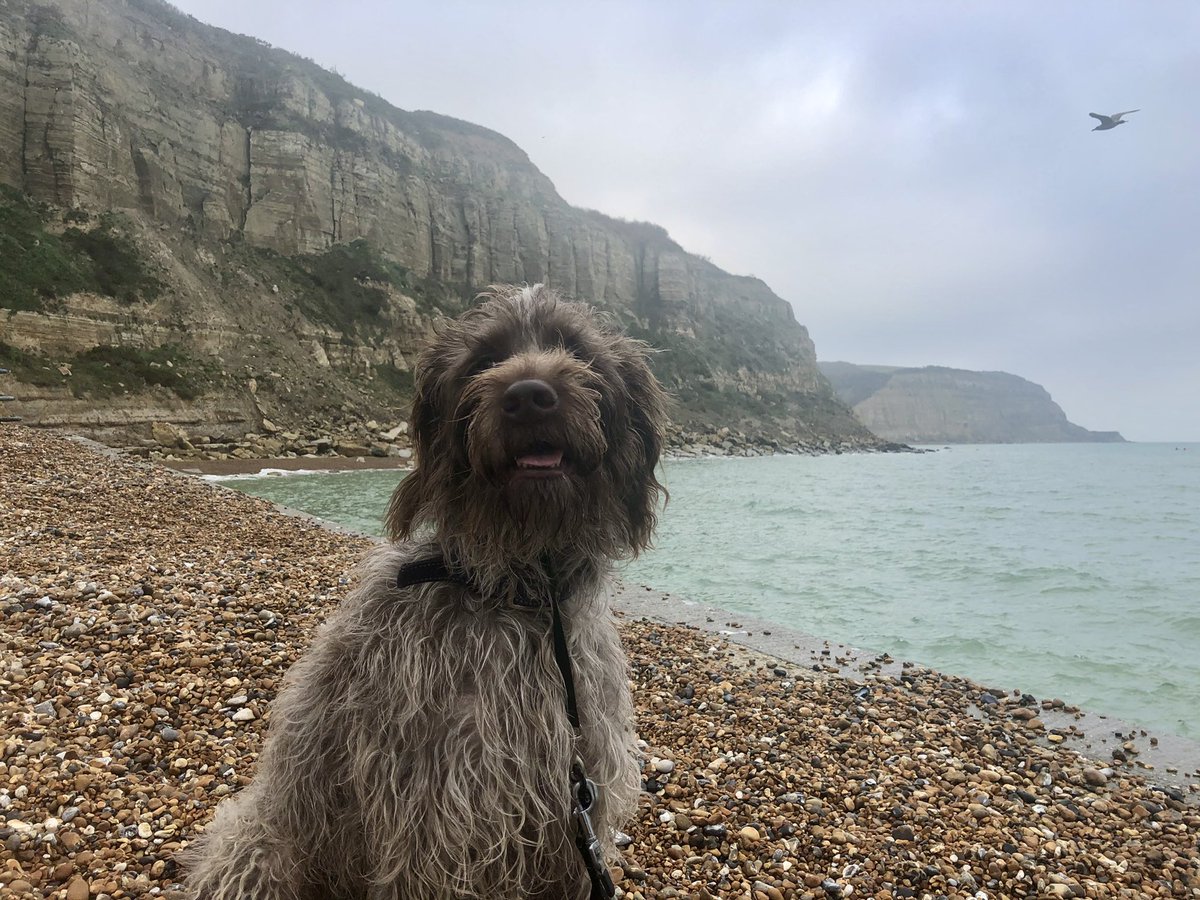 Live by the sea and want to know what your local tides are doing? Look no further than hometides.co.uk for durable A1 prints of your local tide times. #britishcoast #tidetimes #tides #korthalsgriffon