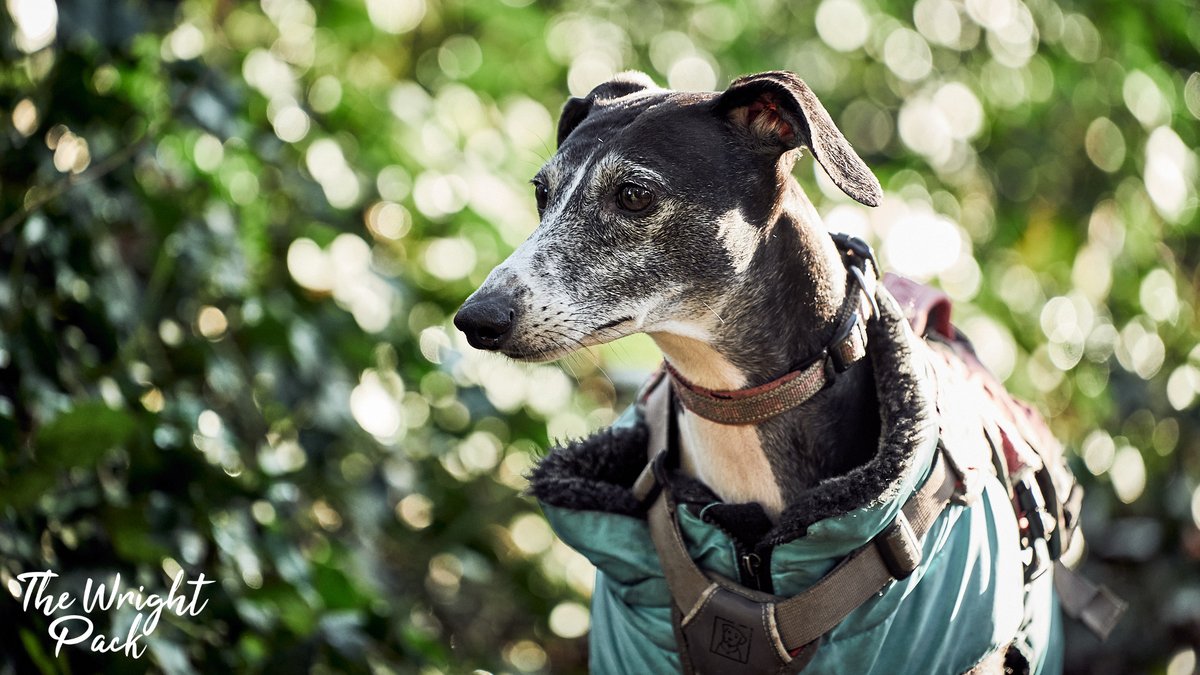 thewrightpack's tweet photo. Emily - Out with the pack today, I was testing out a new lens. I quite like the bokeh produced on the background, even though it is a little bright and lovely sharpness on Emily. © The Wright Pack - https://t.co/B242wGFGCL #thewrightpack #whippet #rescuepack #sonyalpha #a7mk3 https://t.co/TnfZZA7zHS