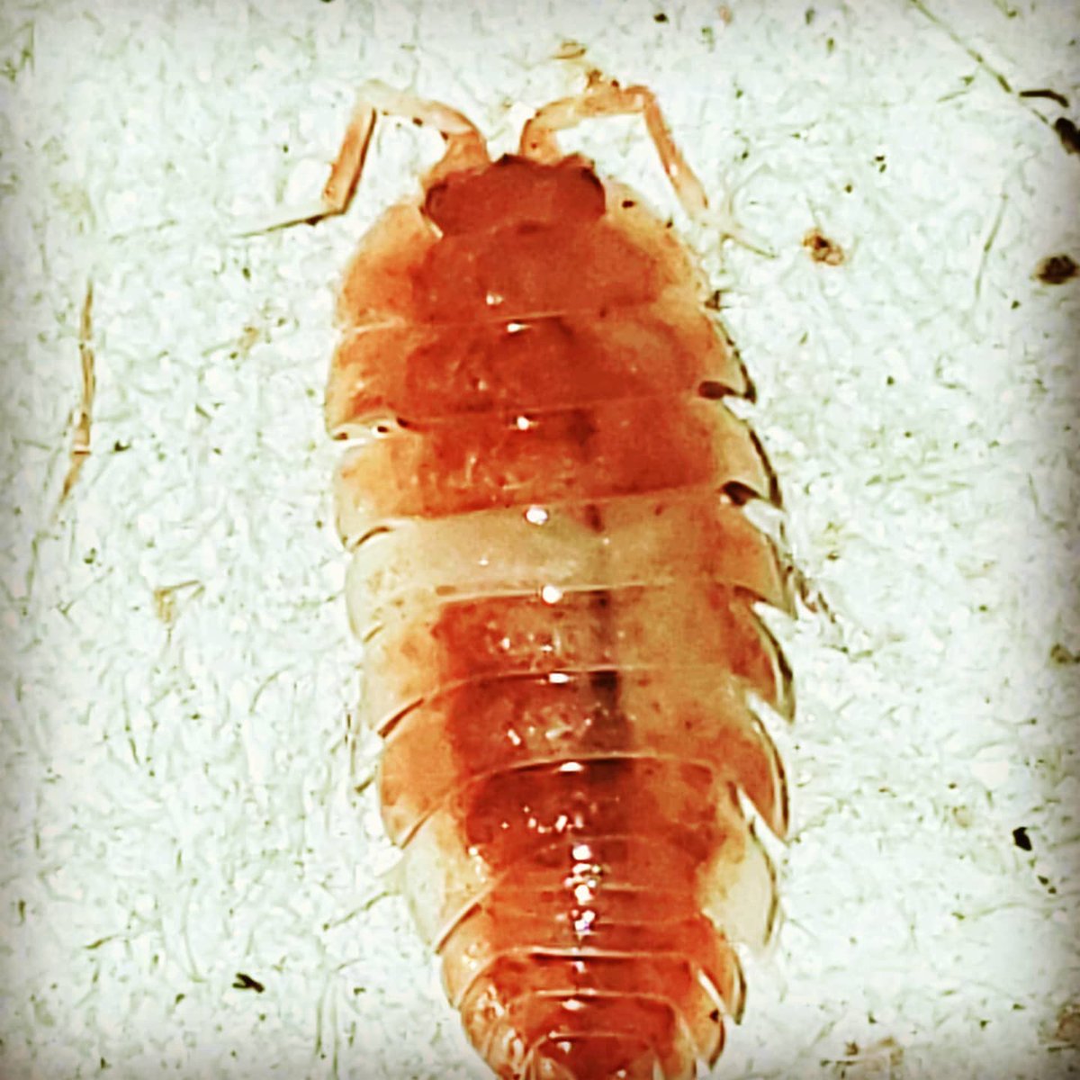 isopodist's tweet photo. A great shot of a Porcellio Scaber "Orange Koi"!
#isopod #isopods #isopoda #isopodsource #isopodsquad #porcellio #scaber #porcellioscaberorangekoi #rolypoly #insect #insects #petbug #petbugs #cutebugs #bug #bugs #insectsoftheworld #bugsoftheworld https://t.co/b6R6KSaGZa