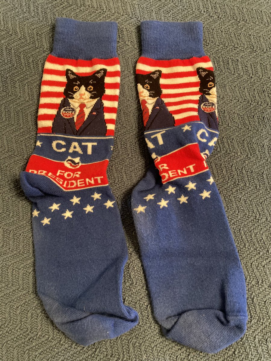 LouBonomi's tweet photo. If everyone wouldโve just listened to me! ๐ป๐น๐บ๐ธ#itoldyouso #catforpresident https://t.co/35uVRDmnfS