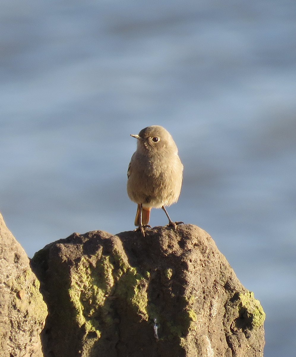 Michael55868839's tweet photo. Canny stroll today,15 year ticks 95 for year #OFFH many thanks @middy_birding @AndrewMKinghorn   for the Blk Red tip off dipped the Mowbray Mandarin fin with a beautiful Barn Owl at Jaguar/Stratstone @DurhamBirdClub #birds #birding #birdwatch https://t.co/VrIh0i2M2w