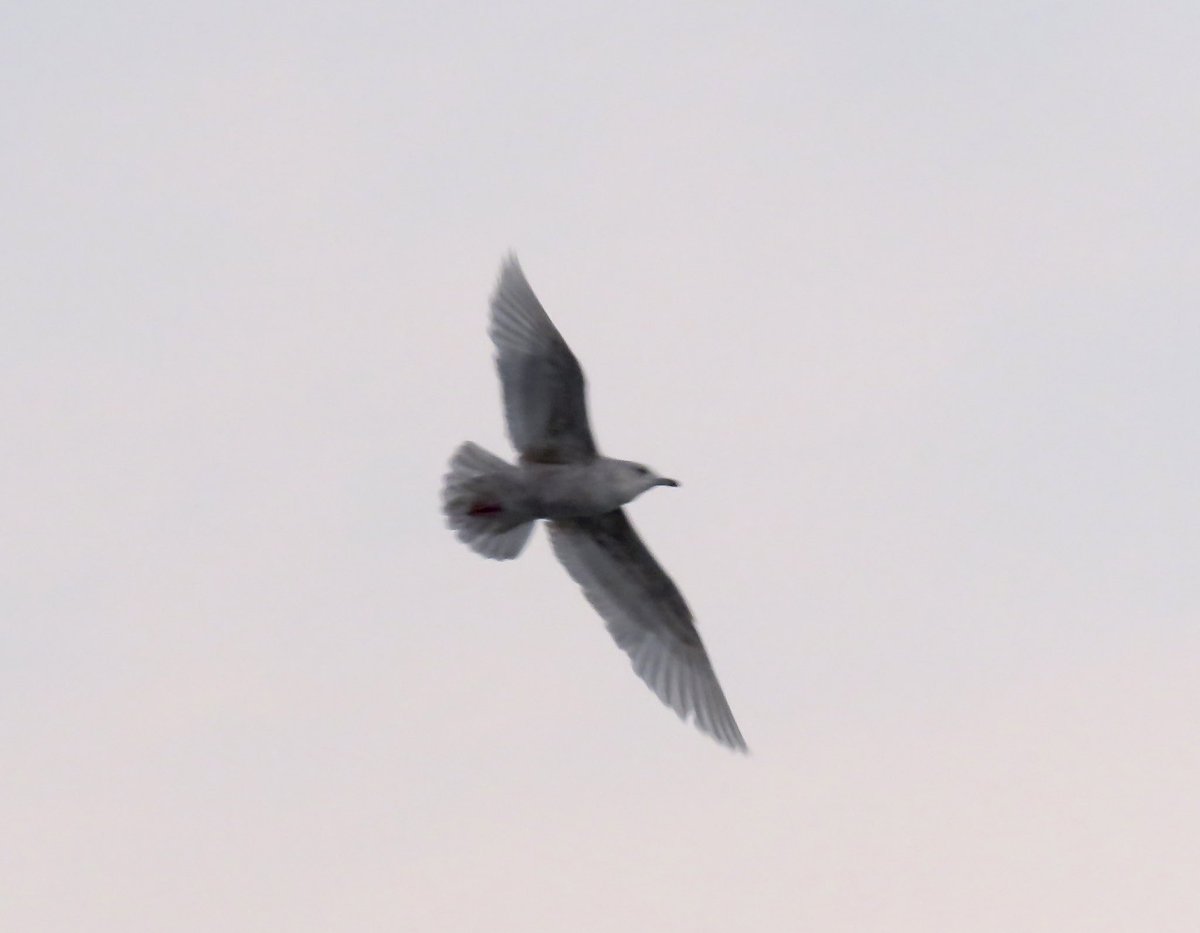 Michael55868839's tweet photo. Canny stroll today,15 year ticks 95 for year #OFFH many thanks @middy_birding @AndrewMKinghorn   for the Blk Red tip off dipped the Mowbray Mandarin fin with a beautiful Barn Owl at Jaguar/Stratstone @DurhamBirdClub #birds #birding #birdwatch https://t.co/VrIh0i2M2w