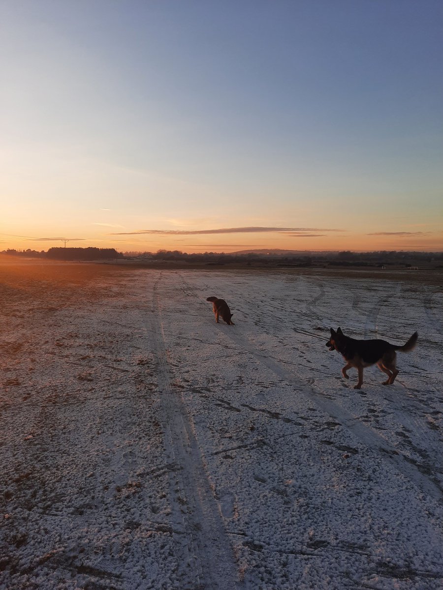 envirokids's tweet photo. Lovely walk on the Curragh with the girls  #GermanShepherd #thecurragh #winterwalks https://t.co/YDX8a90HjI