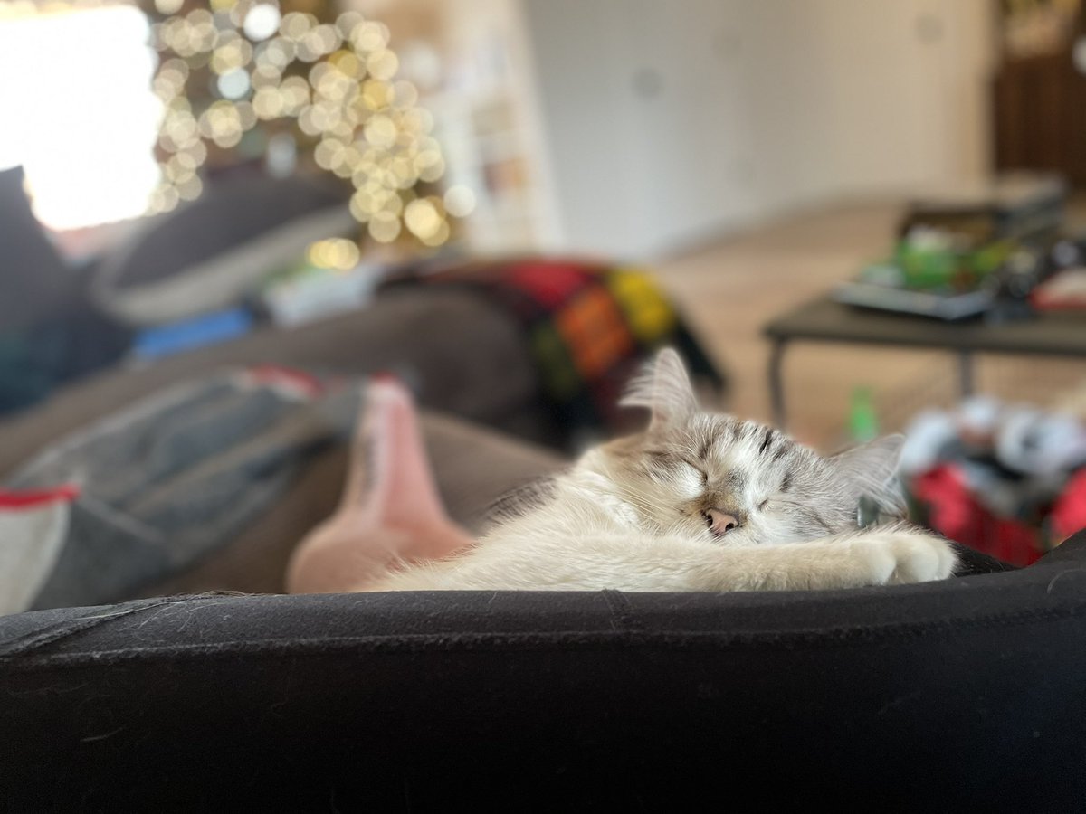 abbygail_mae's tweet photo. Luna is 100% on board for a chill #Caturday https://t.co/c81oDJVCx2
