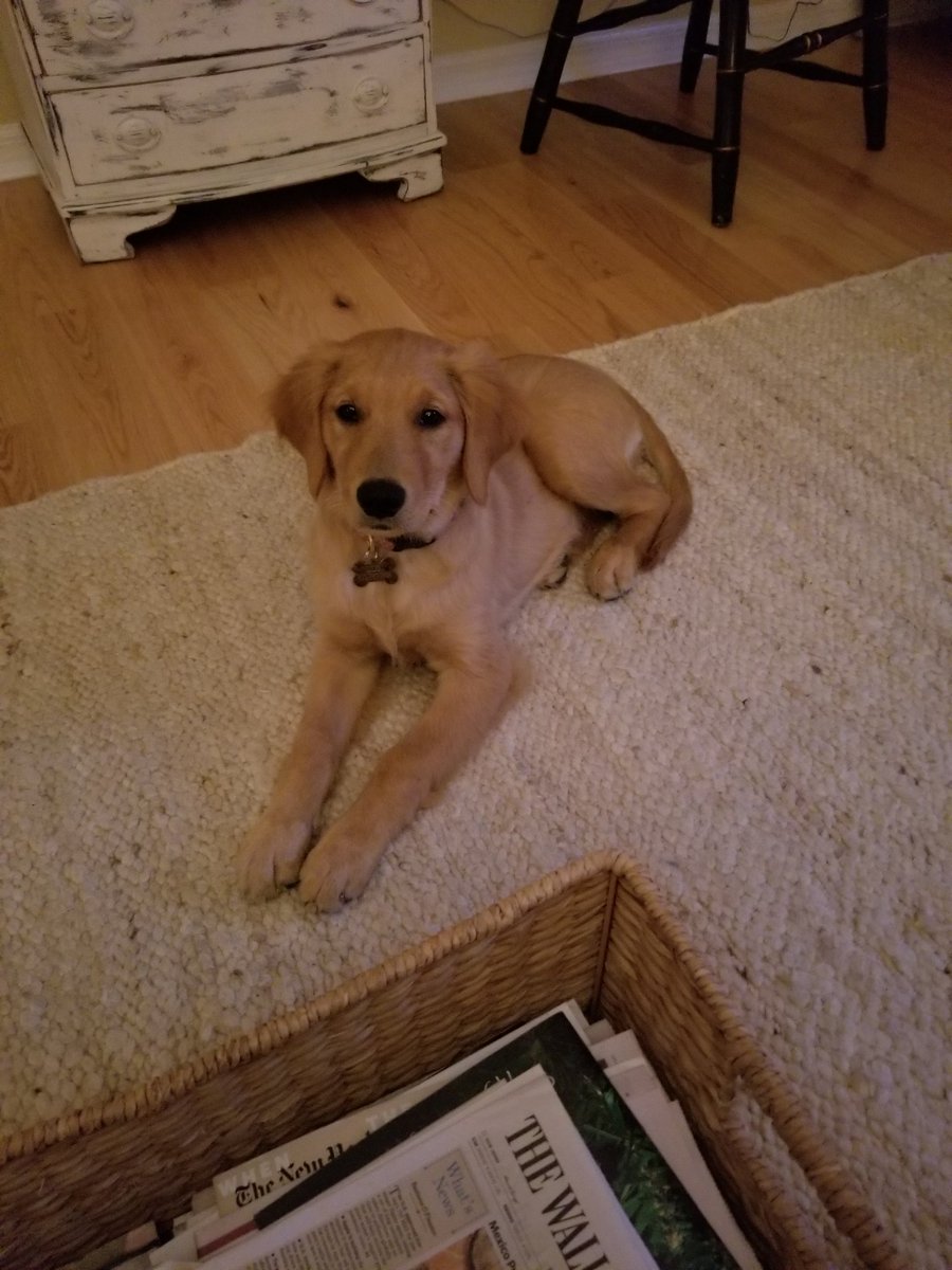 richhensler's tweet photo. @WFLAAvery Our Golden puppy, Lido, is 5 months now. It seems like only yesterday... They grow up fast! https://t.co/uvutwX2pUS