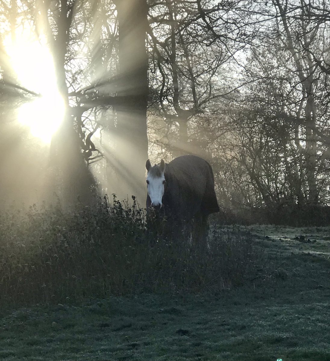 dawn91833099's tweet photo. Wonderful & misty walk today at East Carlton Park @northantswalks #Northamptonshire #walkformind https://t.co/QZjZIcpTai