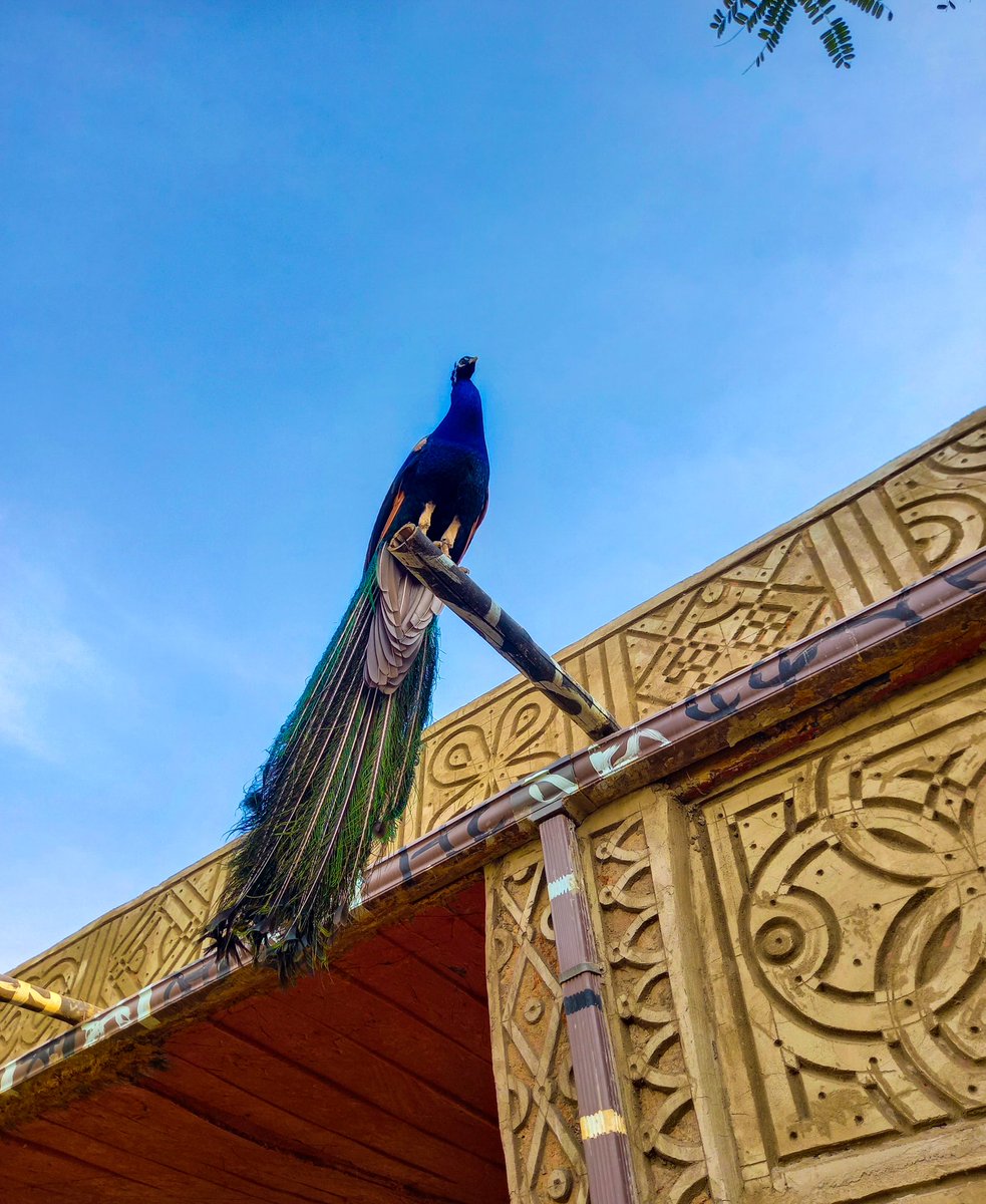 AlmatFarms's tweet photo. #peacock #peafowl #birdsofnature #wildlifeconservation #farmlife #farmliving #pettingzoo #nature #naturelovers #farmtours #familytours #almatfarms #almatfarmslive #visitalmatfarms https://t.co/my6KmhNBOQ