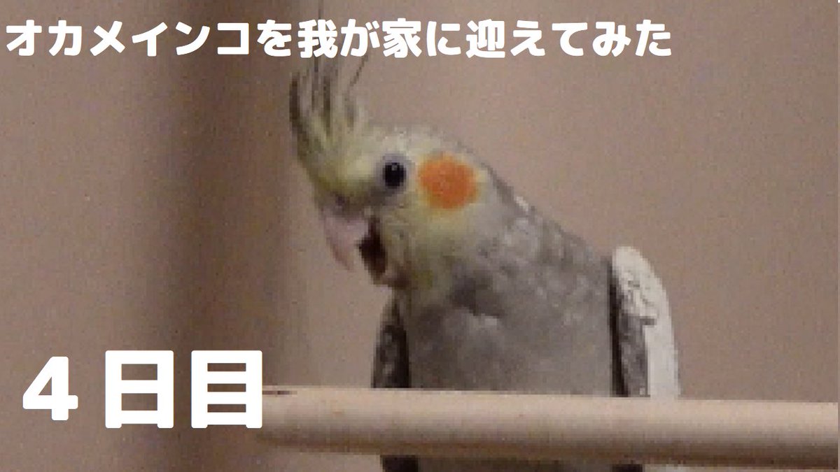 オカメ日記ch 成長記録と飼育奮闘記 オカメインコお迎え４日目の動画を公開しました 齧る 逃げる 怒るの オカメインコの雛が 約1日 ある方法で驚くほどの甘えん坊に変わった オカメインコを愛しすぎそう 誰かの参考になれば オカメインコ