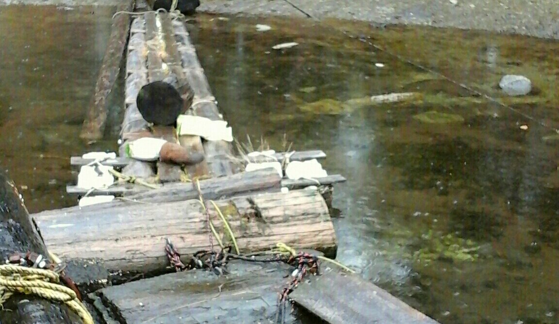 I had a couple bags of grain-free cat food that my Maine coon couldn't eat so I put the bags out on my floating walkway to see what kind of attention they'd draw. The first to arrive was a marten, who didn't care that I was watching &amp; wasted no time stuffing his head in the bag.