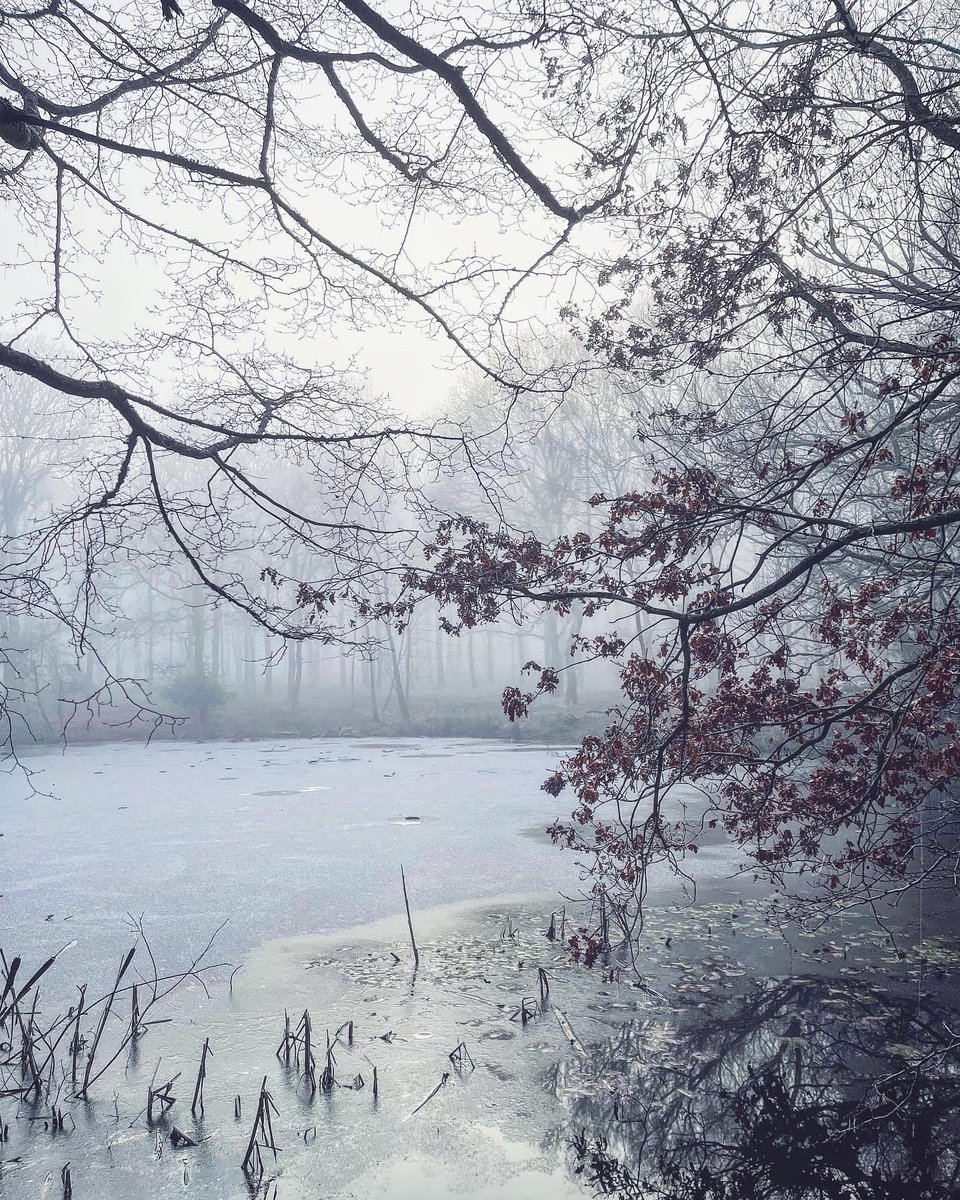 HollyLWhitbread's tweet photo. So lucky to have such beautiful surroundings for my #onewalkaday! ✨❄️🤍🌳 Today I had a long walk in a very cold and frosty #EppingForest. #Epping #Essex #CM16 https://t.co/mZpzhEv5na