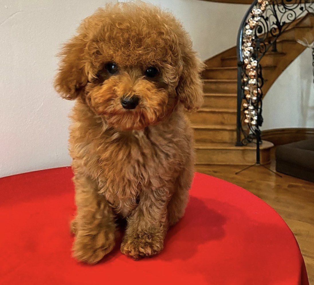 Marisha Wallace tweet media