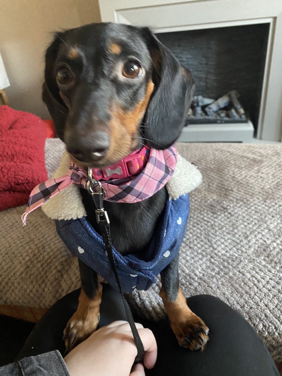 She’s baby 😍❤️ #dachshund #baby #sausagedog #puppy #sausagedogpuppy #dachshundpuppy #cute #love #loveher