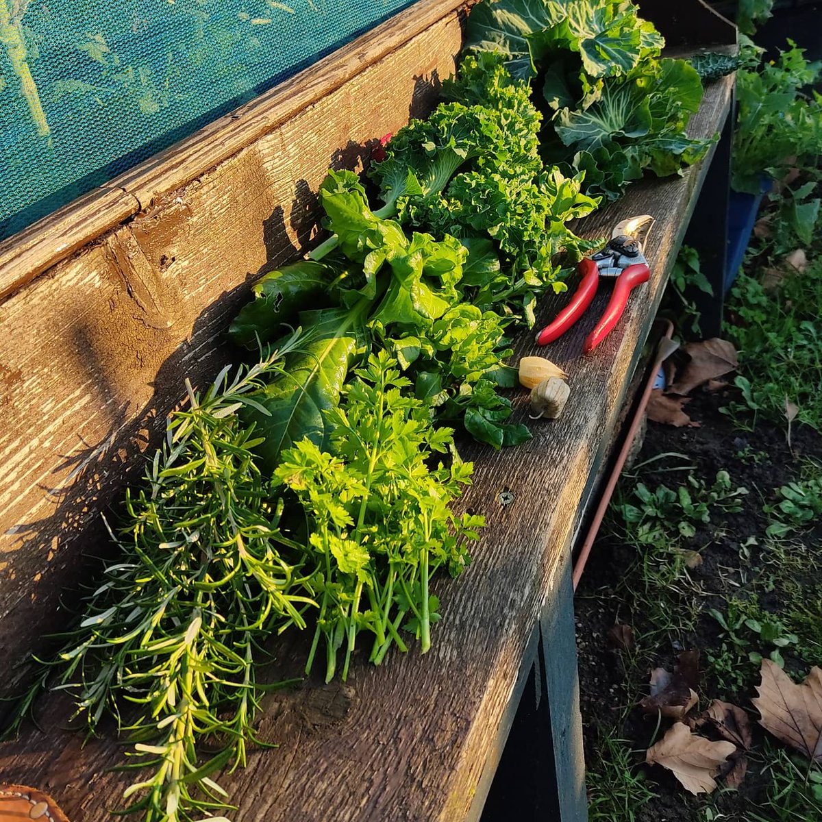 progresslondon's tweet photo. Foraging, learning and admiring in the London winter sun.
Self-sustainability in the middle of Blenheim Gardens Housing Estate, Brixton Hill. Strengthening residents immune systems. Gardens designed and built with the community and our team. #Time4Progress #SocialChange #BeSafe https://t.co/RZymb3sjIG