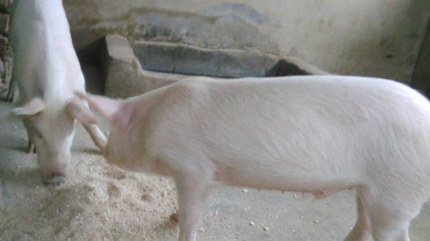 Farming Couple 🇿🇼 (@farmingcouple) on Twitter photo 