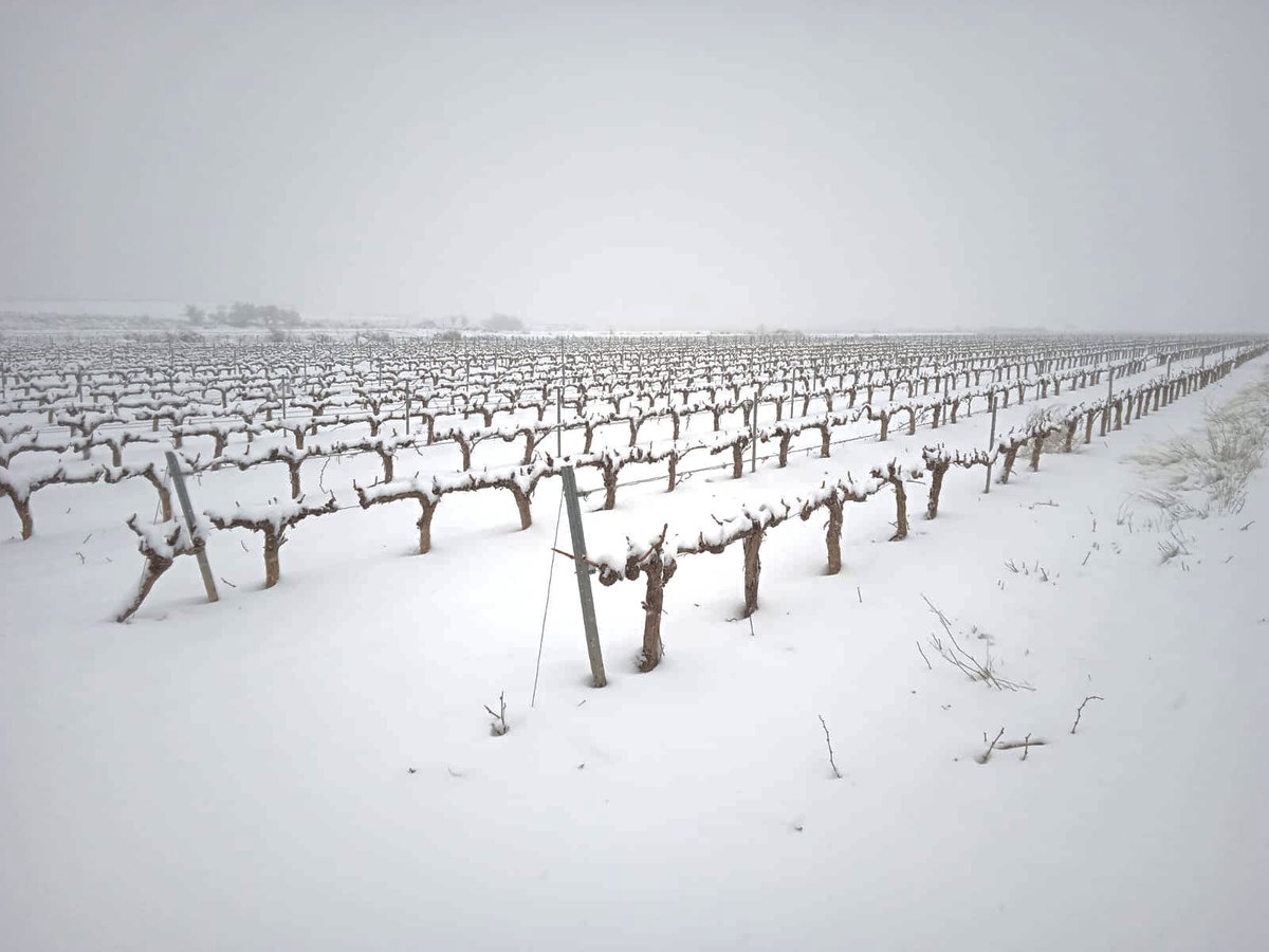 MalondeEchaide's tweet photo. El temporal 'Filomena' nos deja este paisaje en nuestros viñedos!❄️❄️❄️❄️❄️ 
Una estampa preciosa y que hacía muchos años que no veíamos!!
https://t.co/tzZqiPati1 https://t.co/QyimPRhNRr