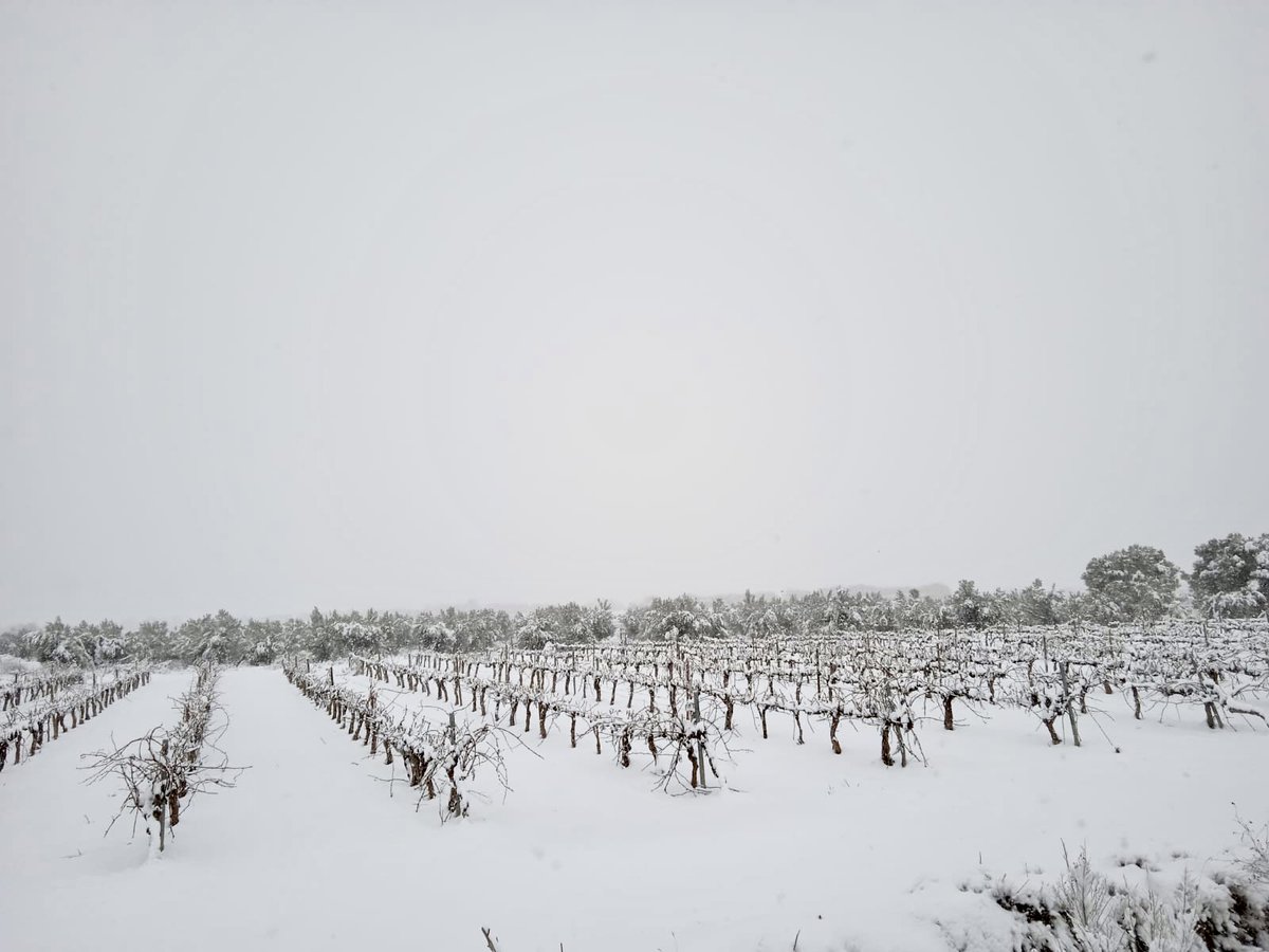 MalondeEchaide's tweet photo. El temporal 'Filomena' nos deja este paisaje en nuestros viñedos!❄️❄️❄️❄️❄️ 
Una estampa preciosa y que hacía muchos años que no veíamos!!
https://t.co/tzZqiPati1 https://t.co/QyimPRhNRr