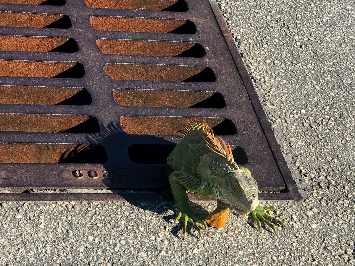 They are Falling out of the Trees
Project 365 - Day 9

Follow along on my year-long journey back into photography. 

project365-jody.blogspot.com/2021/01/projec…

#jrleshinskyphoto #southfloridaphotographer #iguanasofinstagram #project365