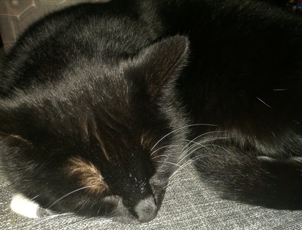 dh1jc's tweet photo. @farruska At least the cat is... https://t.co/ZzpFCPuosV