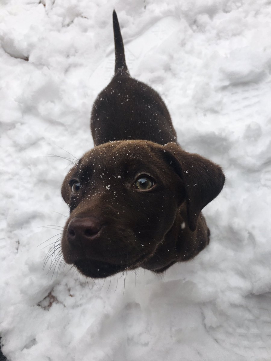 Clarpml's tweet image. ❄️❄️