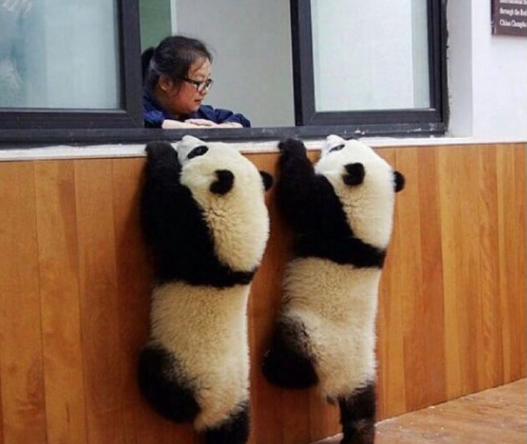 - Olá, queremos uns sapatos!
- Para quê?
- Pandar!
- Ahahaha
- Ahahaha, pandas do crl