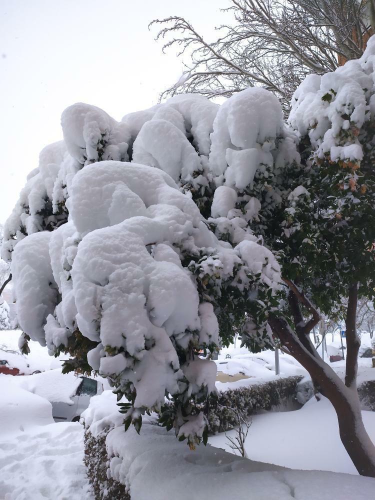 PodCastizo's tweet photo. Un enorme madroño cubierto completamente de nieve en Moratalaz. La fotografía nos la envía nuestra amiga @almugutib en Instagram.
❄️🌨️☃️⛷️
#Madrid #Nieve #NevadaMadrid #MadridNevado #NieveenMadrid #snow #SnowinSpain #Spain #Filomena #NieveEnEspaña #NevadaEnMadrid #moratalaz https://t.co/7PLzXuTmfS