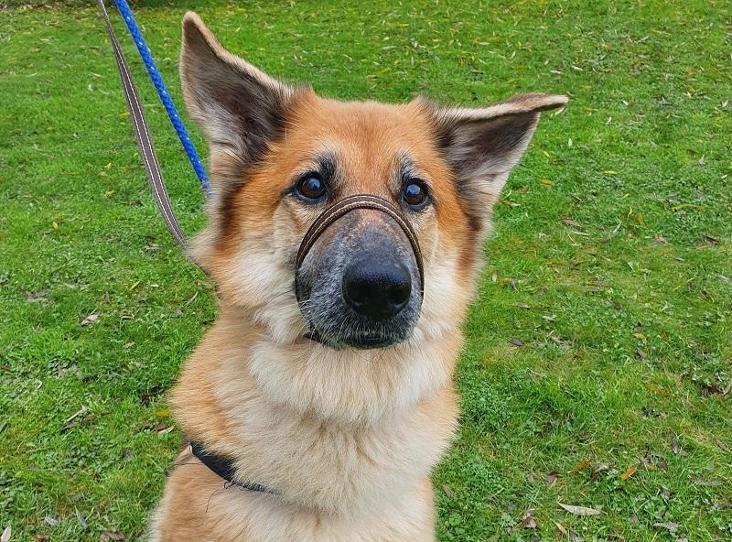 Please retweet to help Saskia find a home #STALMINE #Lancashire 🇬🇧 Active, aged 8 looking for experienced adult home, came in after neglect, she was underweight, bones showing and skin infections, she's doing well now, only pet, could you help?💔👇 rspca.org.uk/findapet/detai… #dogs