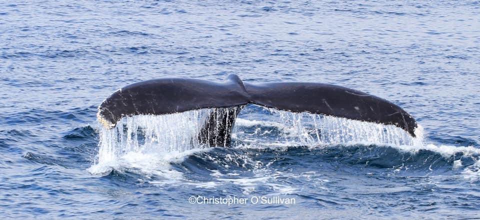 atlanticwhales's tweet photo. In 2020 the team at Atlantic Whale Watch recorded at least 6 individual humpback whales on our trips from Courtmacsherry,Co Cork. We also added a new HB whale to the @IWDGnews Catalogue with HBIRL98.
We recorded humpback whales in June, July, Aug and Sept. Images by @COSullivanTD https://t.co/WDzd2tNeO8