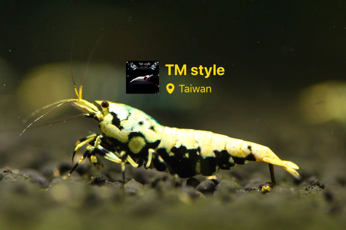 TMstyleTommy1's tweet photo. ο½TM styleο½2021.01.10
Golden boa/ι»ιθ
#Taiwanbreeder #CRS #PRL #crystalredshrimp #PBL #κ΄μμ©μμ° #redbeeshrimp #caridina #neocaridina #ν¬λ¦¬μ€νμμ° #η±³θ¦ #taiwanbee #shrimphobby #bluebolt #extremeblue #shadowpanda #γ¬γγγγΌγ·γ₯γͺγ³γ #γ―γͺγΉγΏγ«γ·γ₯γͺγ³γ #ζ΅·θ https://t.co/y0NXwOXfqf