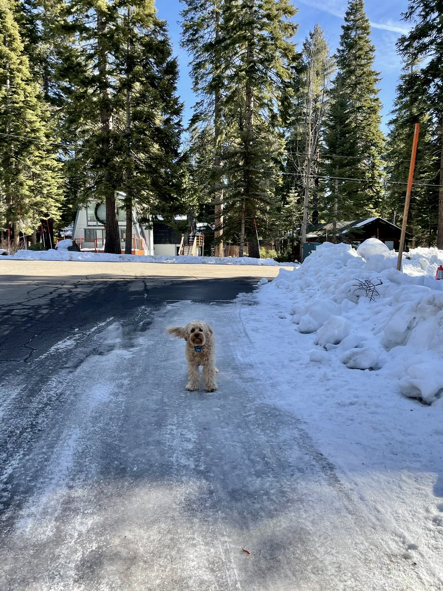 HelloPixelPup's tweet photo. Are you coming? Whatโs the hold up?
#letitsnowโ๏ธ #laketahoe #snowday #huuryup #hellopixelpup https://t.co/k46TnxwKsO