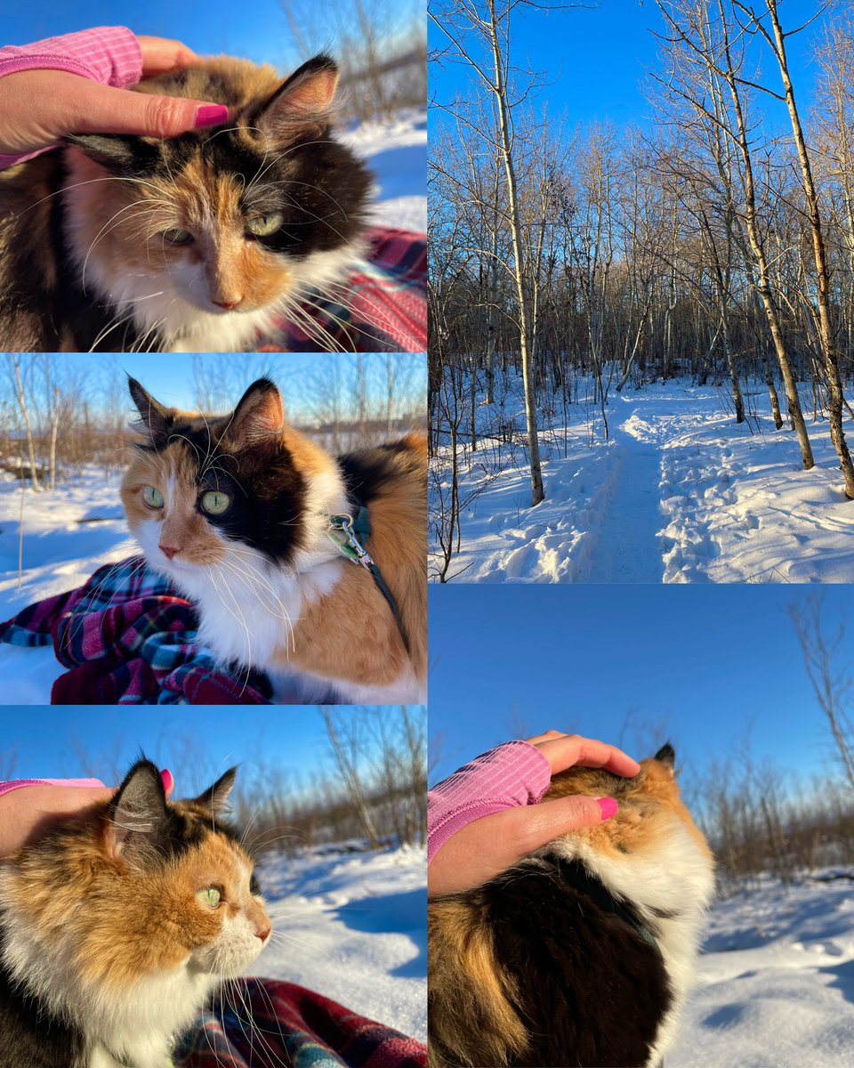 HeyItsMeMissJT's tweet photo. This adventure babe loves her hikes. She even made some friends with a Labradoodle and a Siberian Husky. #MadCat #SheBeChillin #AdventureCat #KittyCardio #CatsOfTwitter #Hiking #LifeWithMaddie #WinterBabes @adventurecatorg #GetOutside βοΈπβοΈππβοΈ https://t.co/PCggSFMIbq