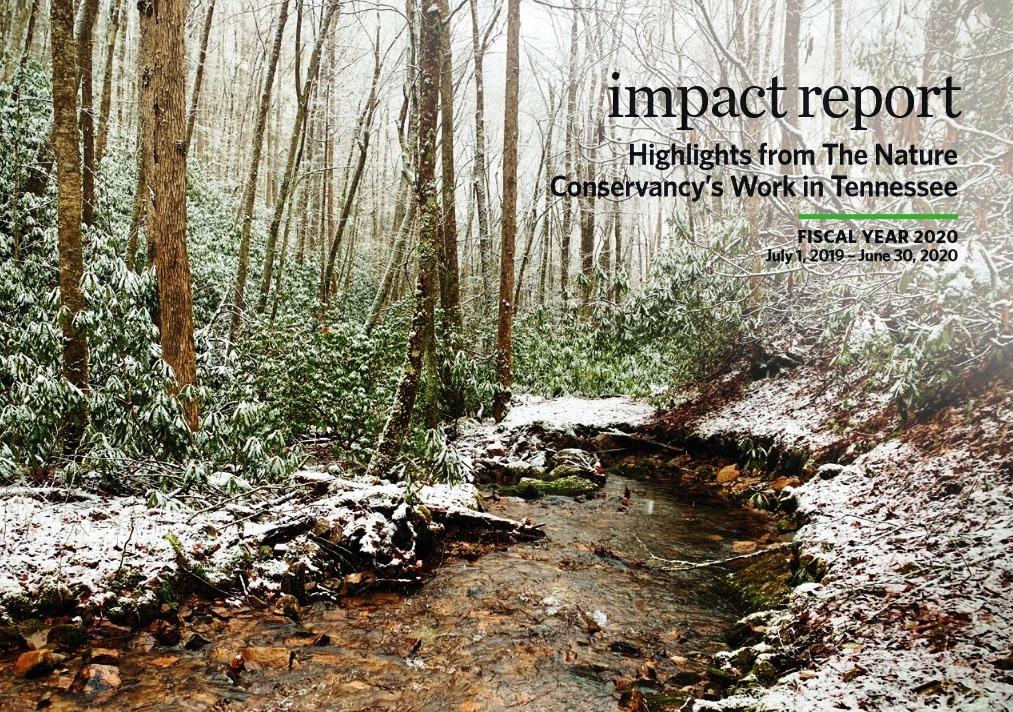 nature_TN's tweet image. We made great strides in protecting nature around Tennessee over the past year. Thanks to your support, we look forward to doing more in 2021. 

Learn more in our annual Impact Report: nature.ly/38up64I