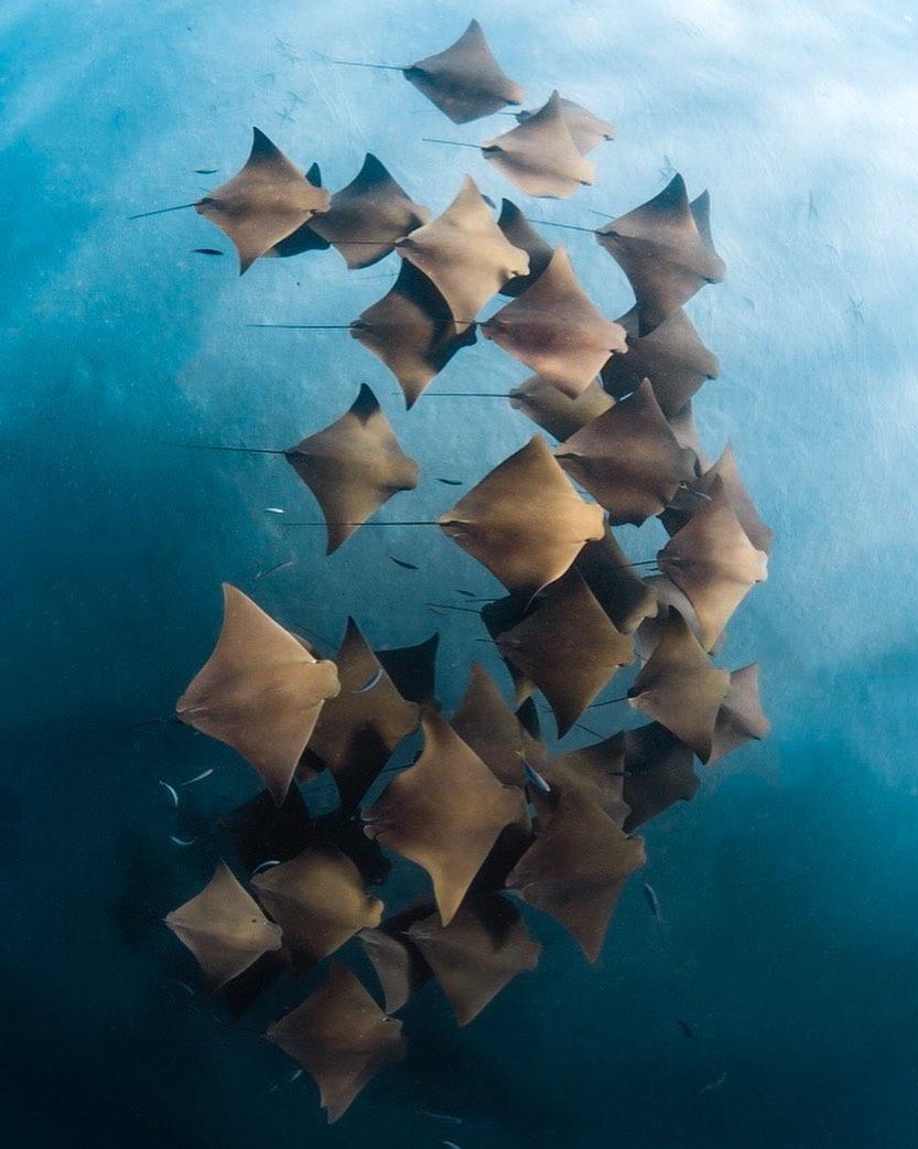 "A fever of Cownose rays. This group of rays were swimming together along the edge of a shallow sand flats before momentarily disappearing into the deeper water." - IG user samlawrencephoto in Coral Bay, Western Australia.