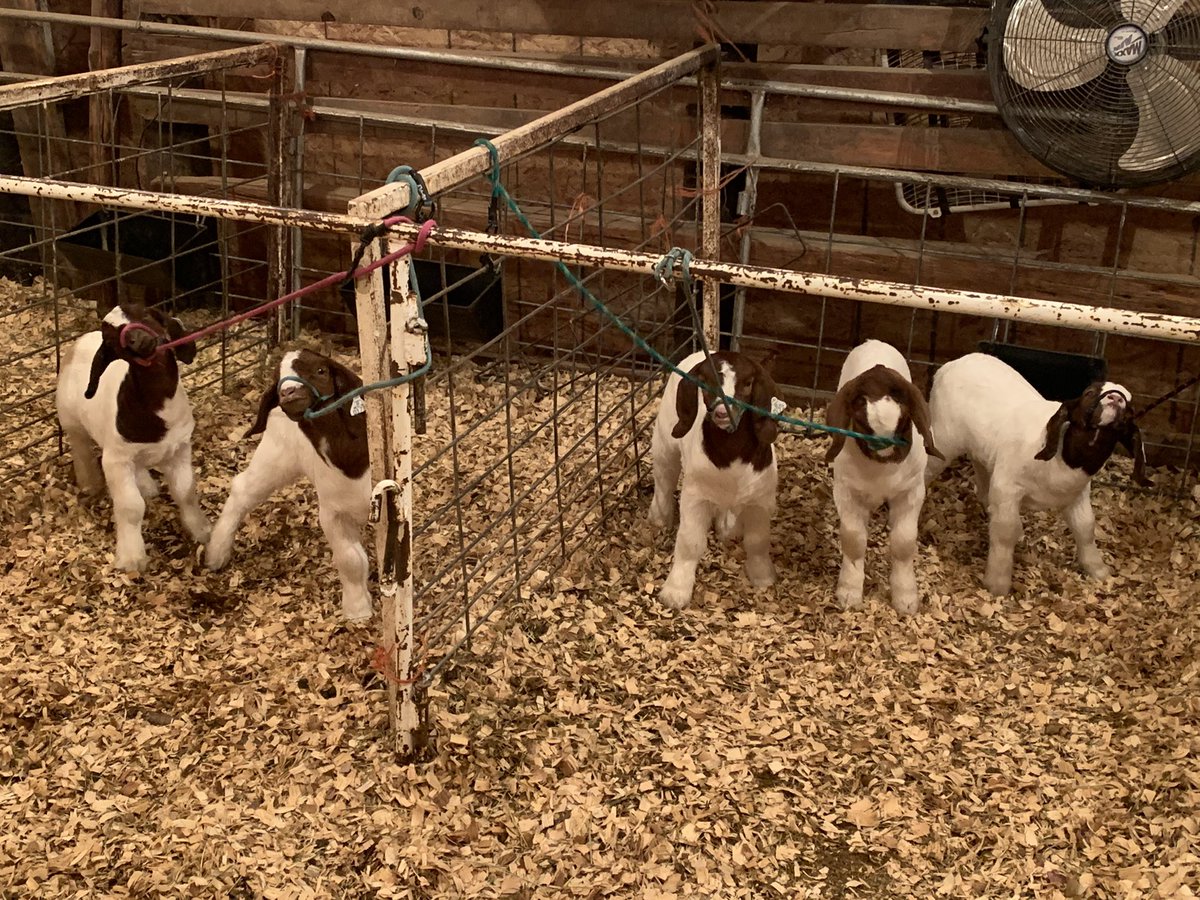 ColleenHood12's tweet photo. Start them young. #showstring #boergoats #arrowheadgoats https://t.co/qfAMh9qway