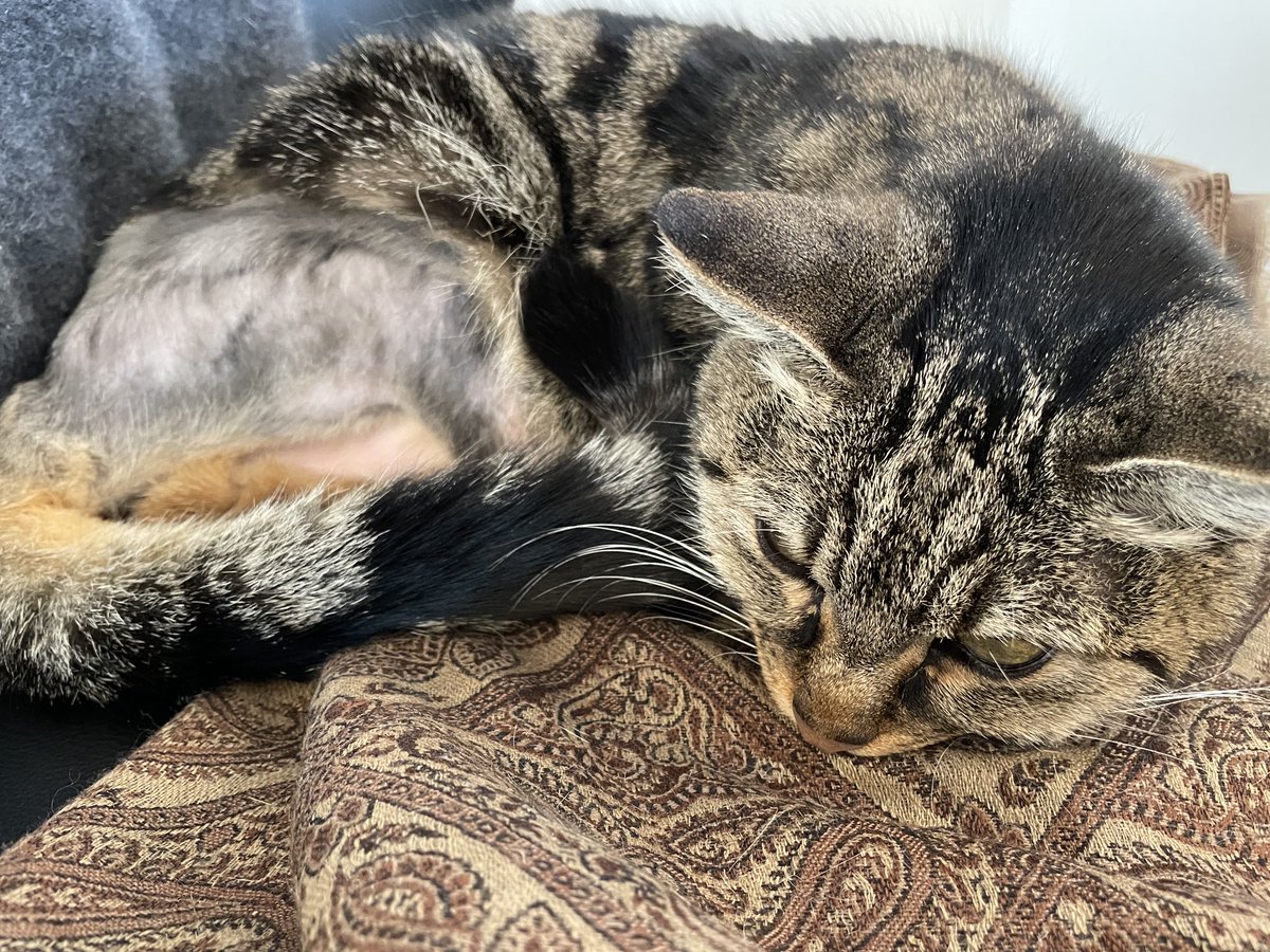 DrDadabhoy's tweet image. After playing the role of Greek chorus for my #mla21 paper, Luci is now resting after her stellar performance.