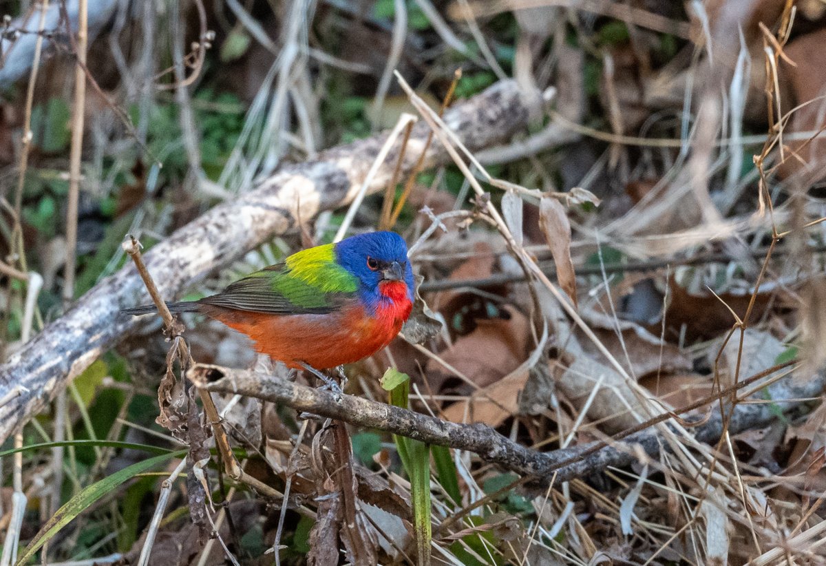 AdamBagun's tweet photo. Painted Bunting seen this morning in Maryland at C&amp;O Canal National Historical Park - Great Falls https://t.co/8GsQahC3Uj