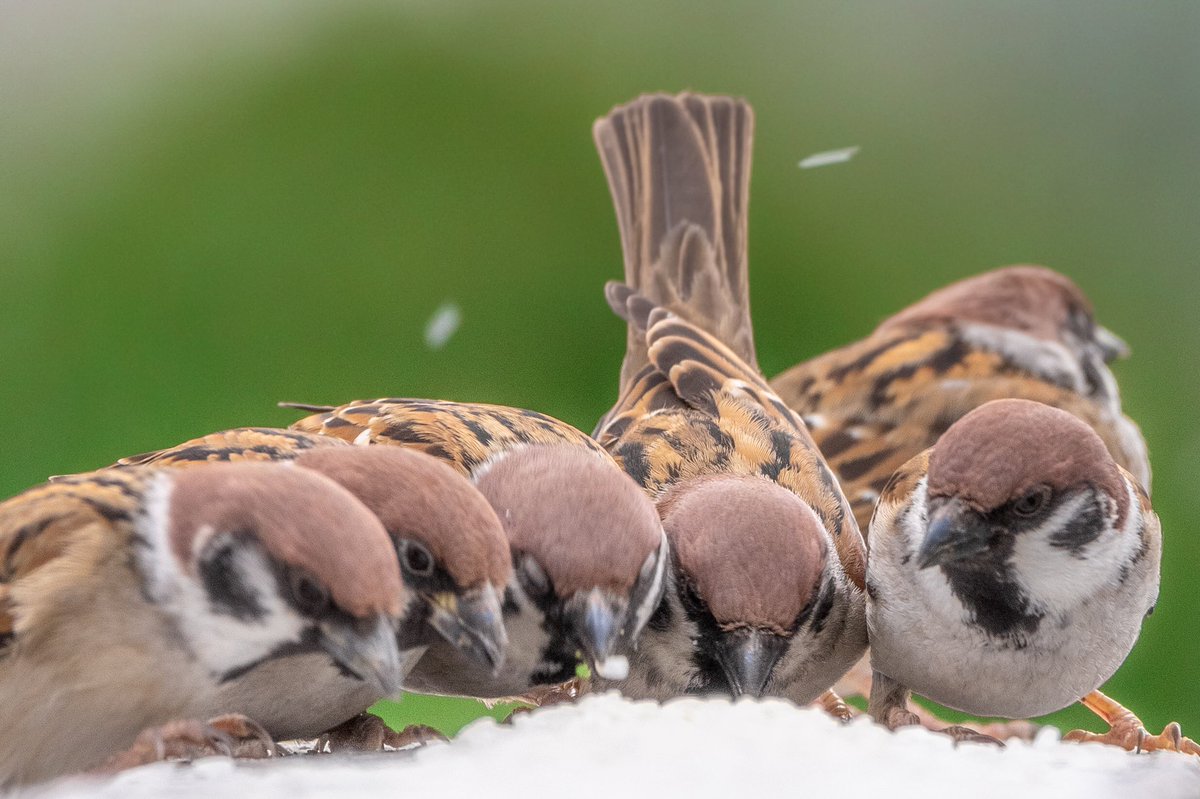 みんなで仲良く食事の時間。
#スズメ #すずめ #スズメ観測 #ちゅん活 #sparrow #鳥 #野鳥 #野鳥撮影 #野鳥写真  #PENTAX https://t.co/WEunfSCmmY