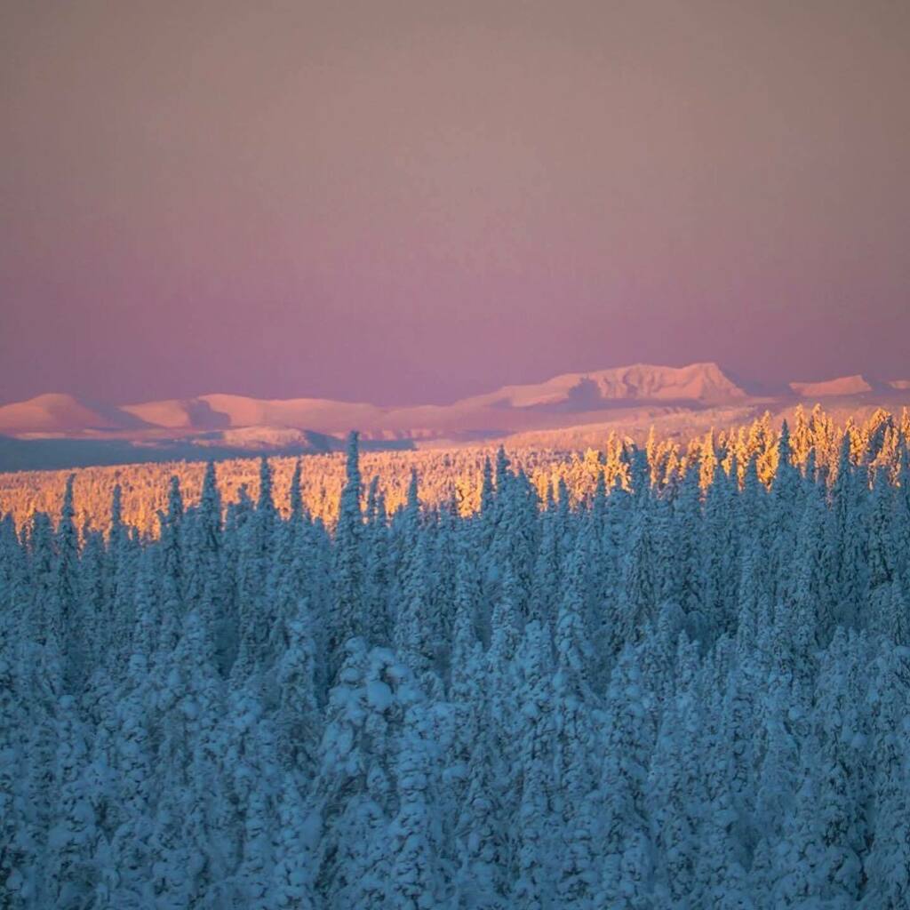 #Repost @sapminature
・・・
Another old favourite photo of the winter light in Sapmi 
.
.
.
#sapminature #sapmi #swedishlapland #visitsweden #winter #arctic #laponiaworldheritage #arcticlight #svemestra #svemester #sverige #arcticliving #bucketlife #buc… instagr.am/p/CJ1x40NHBTt/