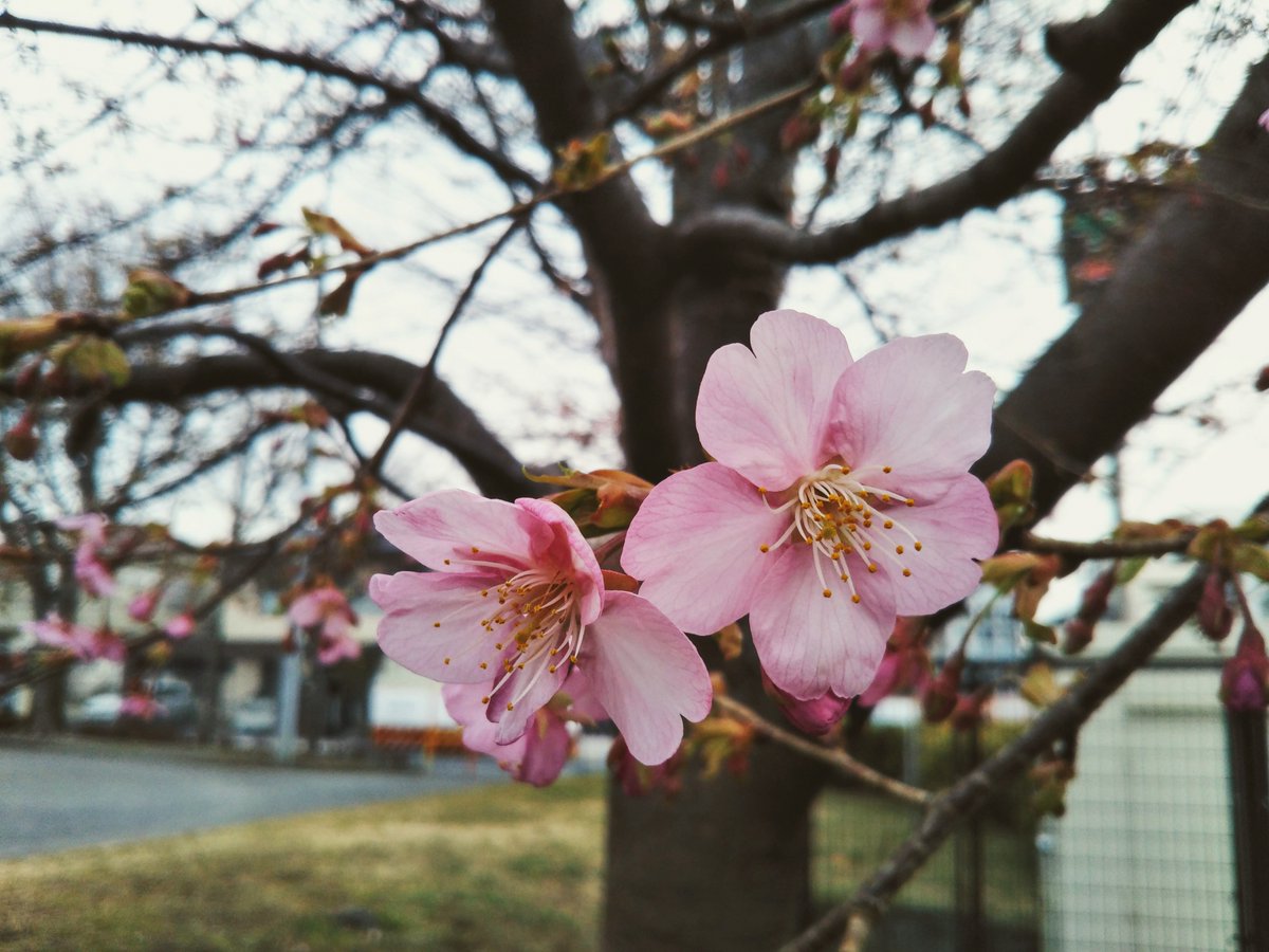 帰り花