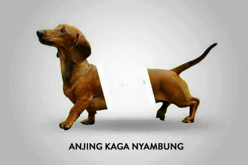 penyok_goblok's tweet photo. Anjing goblok. https://t.co/ZHl17d7GJB